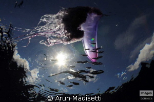 Portuguese Man of ward and associated fish. Today, the wh... by Arun Madisetti 